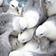 8 July 2008 – Djúpavík. Pay a visit to the gulls.