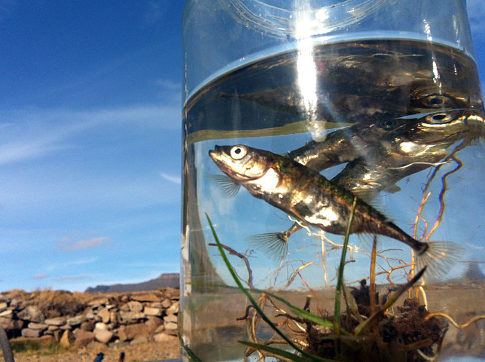 Djúpavík. "Hello, fishes!". - In the store here in Djúpavík. II. (6 August 2012)