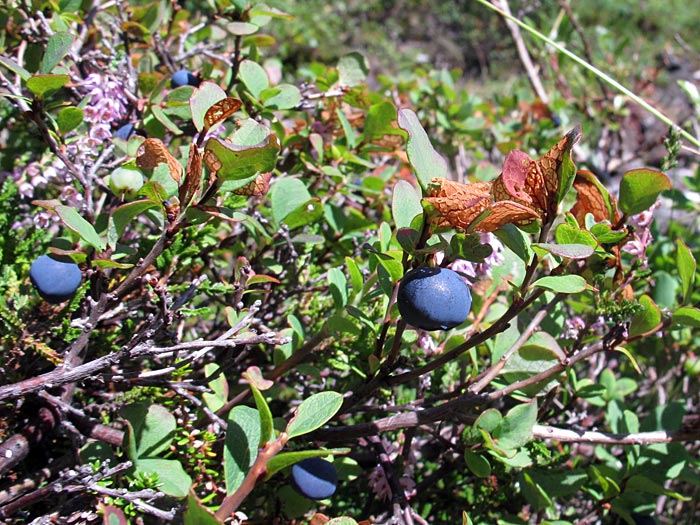 Reykjavík. Picking blueberries. - Like these ones ... (26 August 2012)