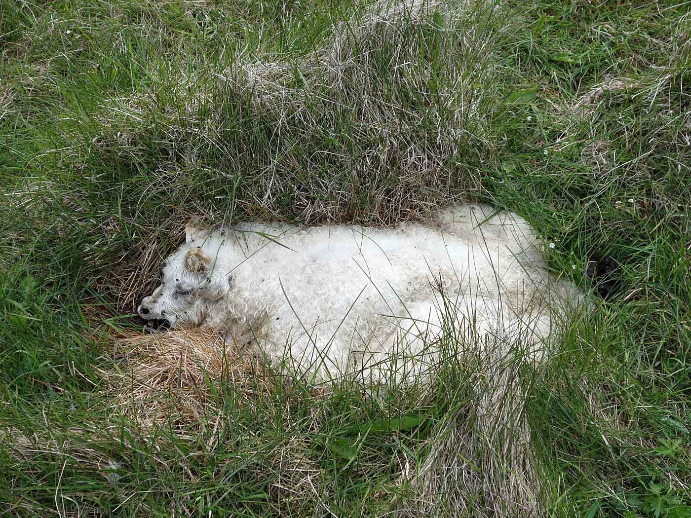 Around Iceland. Day V. Langanes only. - Hiking today. VI. A dead (or sleeping?) sheep. It is the only picture without an optical horizon today (but maybe with a different one?). (6 July 2013)