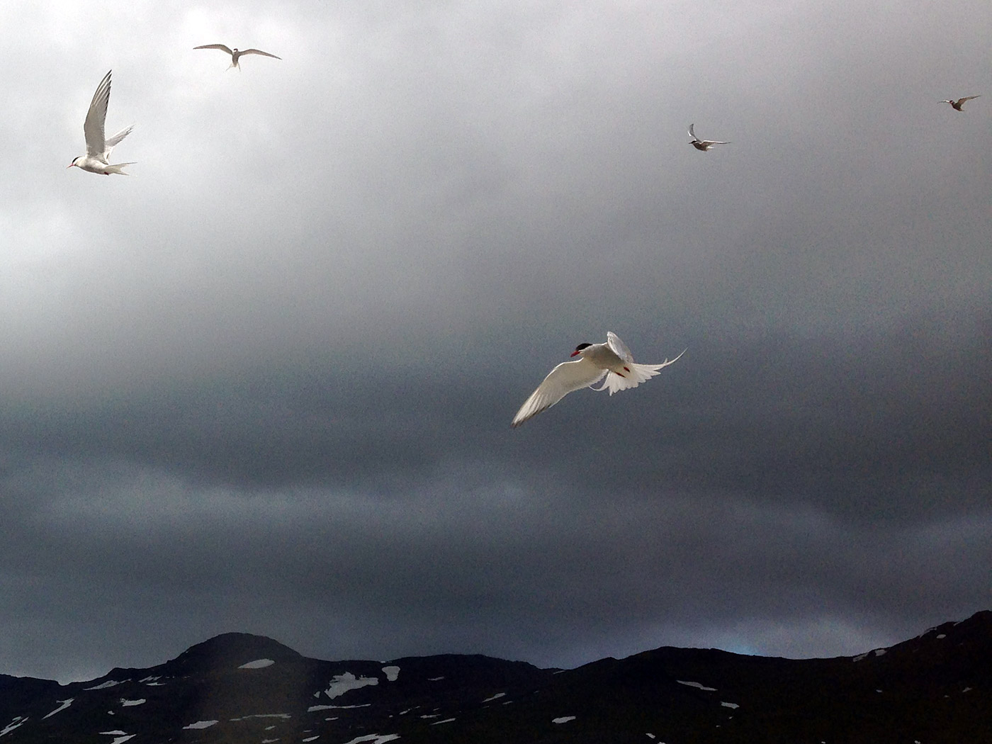 Djúpavík. Verschiedenes LXI. - Wieder ein Bild von diesen Vögel - die Küstenseeschwalbe (bzw. Kría). (15. bis 21.07.2013)