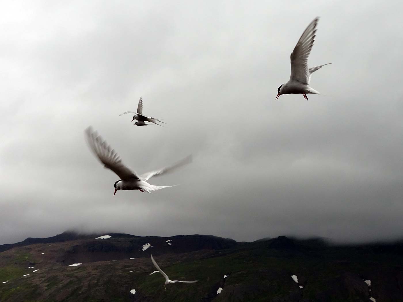 Djúpavík. Kría (Arctic tern). - VII. (13 and 14 August 2013)