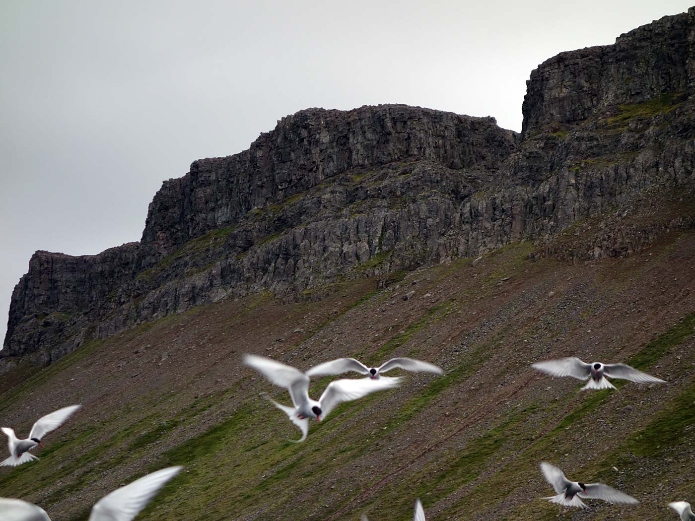 Djúpavík. Kría (Küstenseeschwalbe). - VIII. (13. und 14.08.2013)