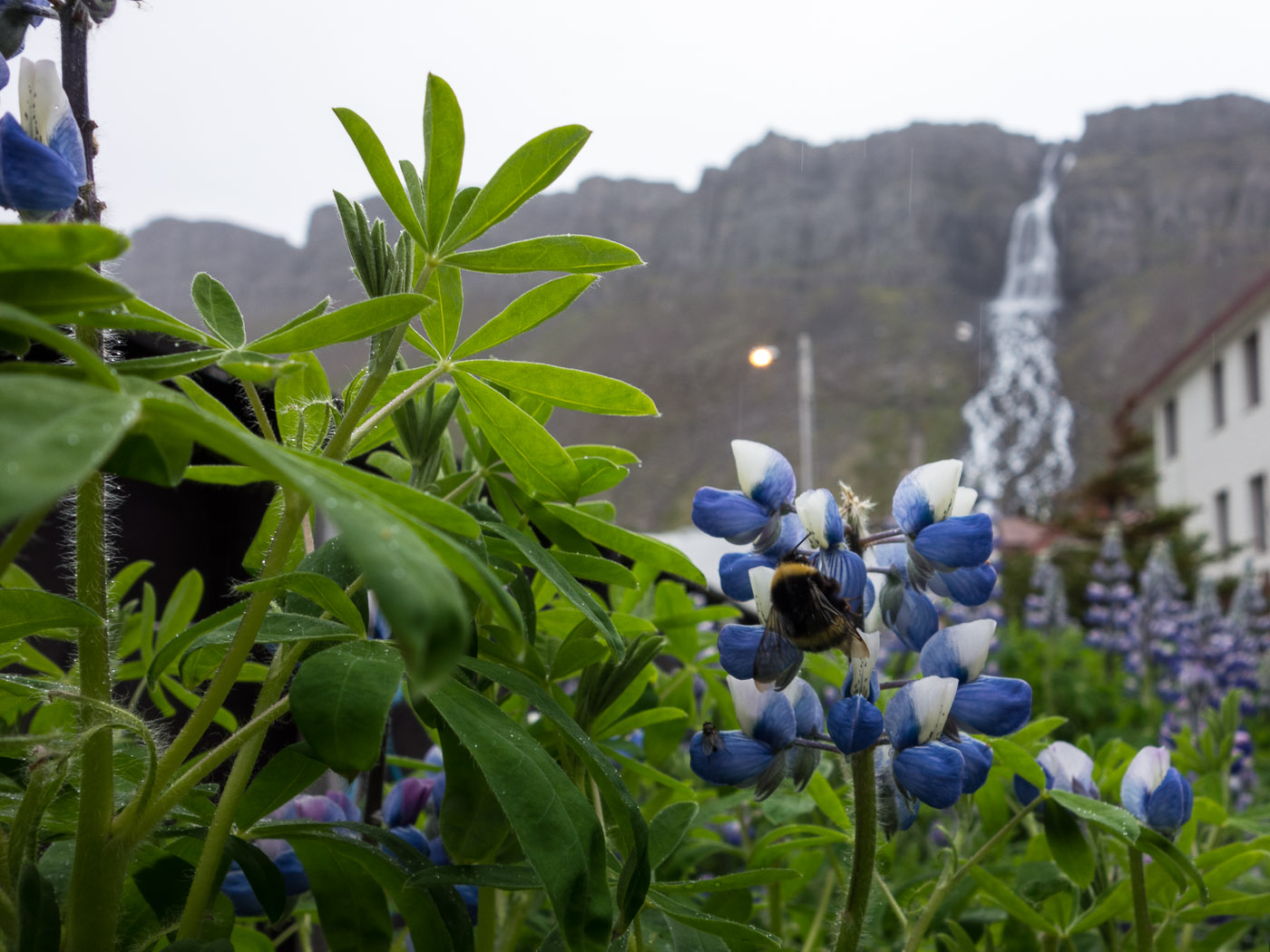 Djúpavík. Week 4. - Spring time, or already summer time? (16 June till 22 June 2014)
