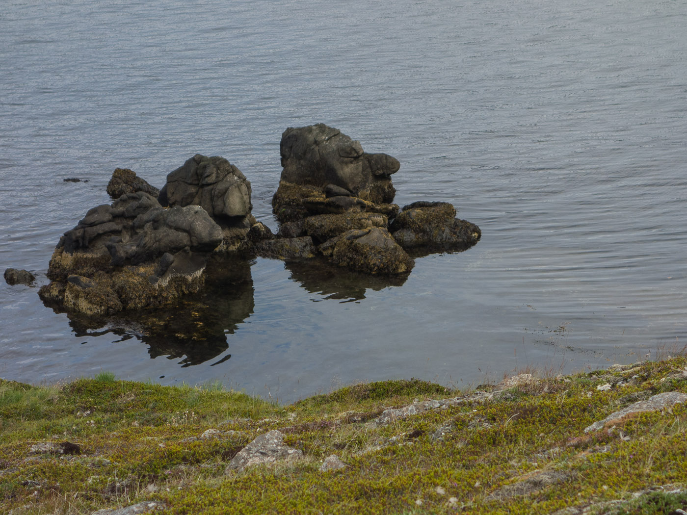 Northern Iceland - Hrísey island. On vacation. - <a href='http://www.hrisey.net/en/' target='_blank' class='linksnormal'>Hrísey</a>. Beside a lot of different birds also these two, or three, or one ... rocks? (22 July 2014)