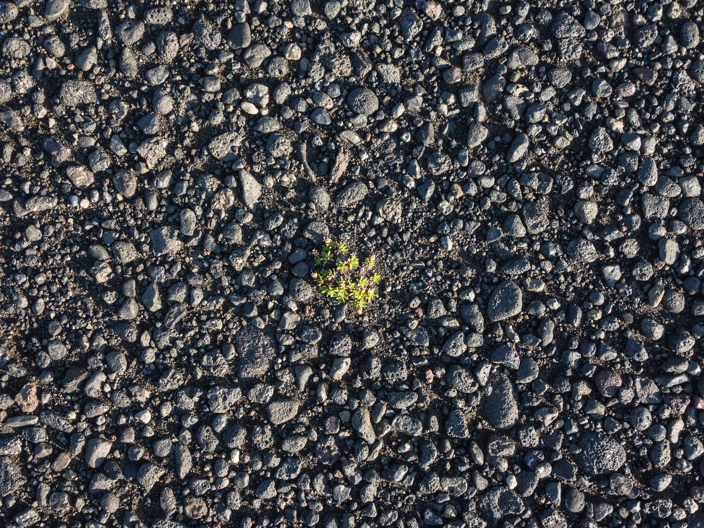 Northern Iceland - Back to Svarfaðardalur. On vacation. - ... and a very few plants (beside road F88). (25 July 2014)