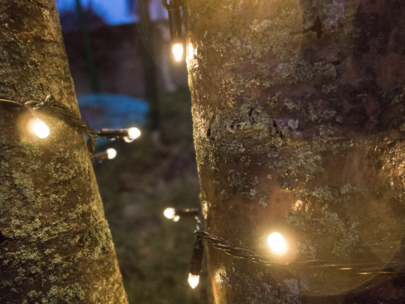 Reykjavík. Miscellaneous LXXXXI. - Christmas lights on trees. (1 till 30 November 2015)